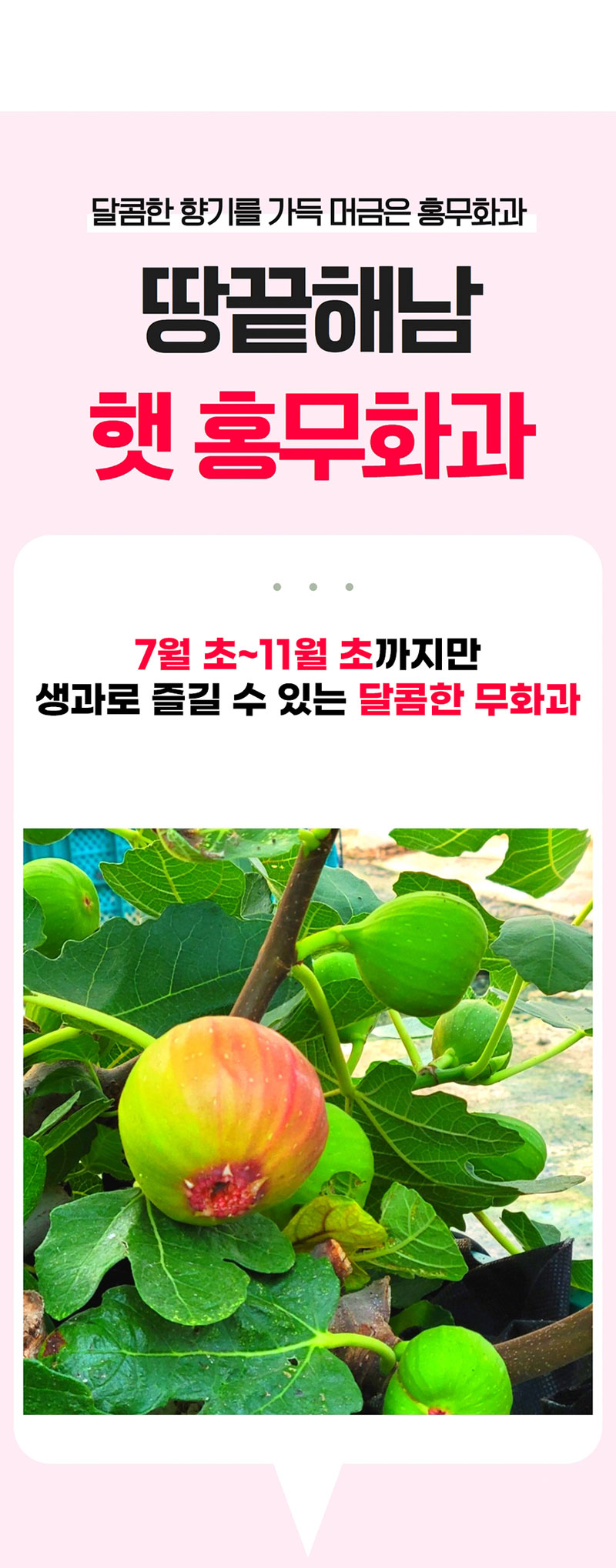 해남별 고당도 해남 당일수확 햇 홍무화과 2kg 상세 이미지 3