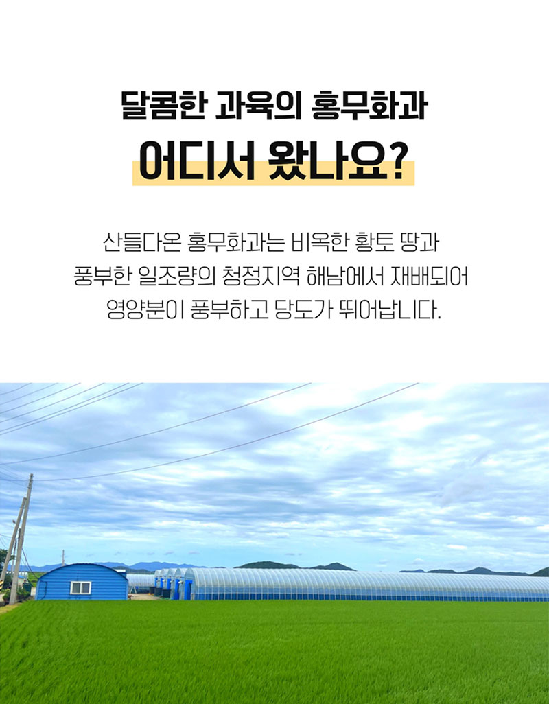 해남별 고당도 해남 당일수확 햇 홍무화과 2kg 상세 이미지 4