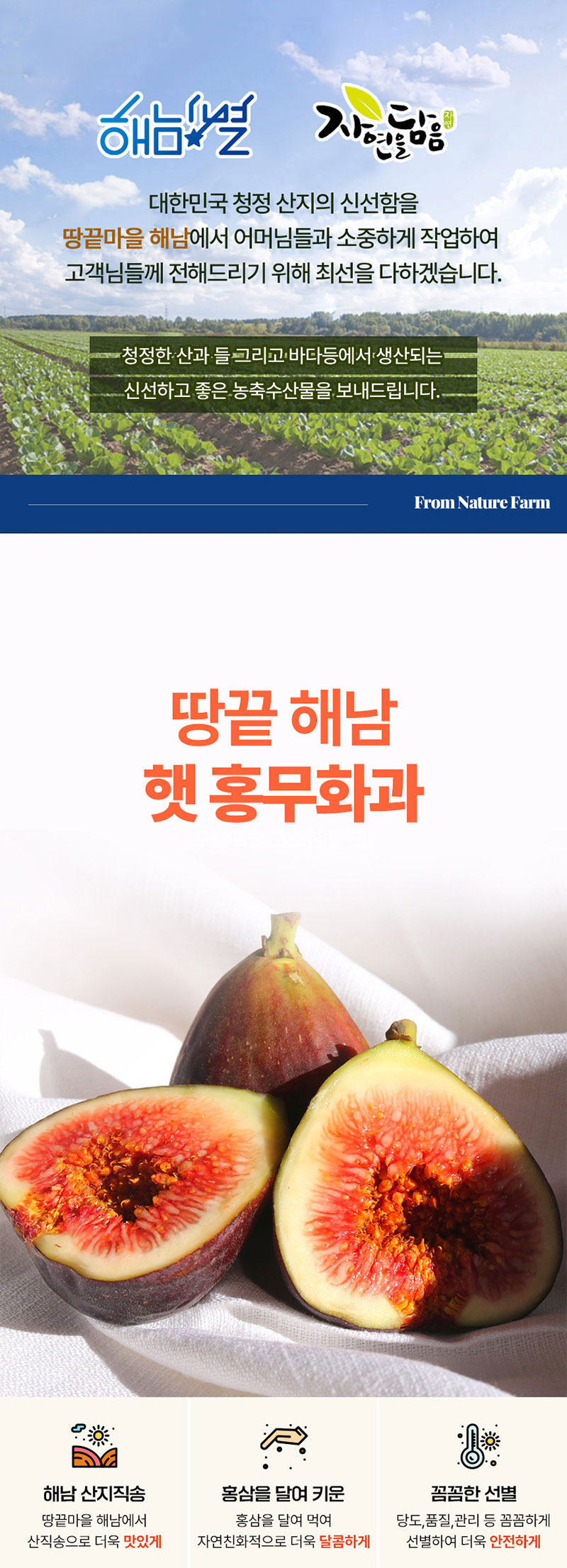 해남별 고당도 해남 당일수확 햇 홍무화과 2kg 상세 이미지 2