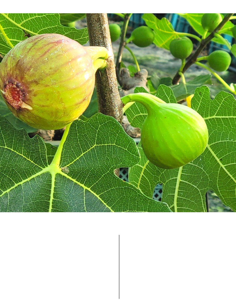해남별 고당도 해남 당일수확 햇 홍무화과 2kg 상세 이미지 6