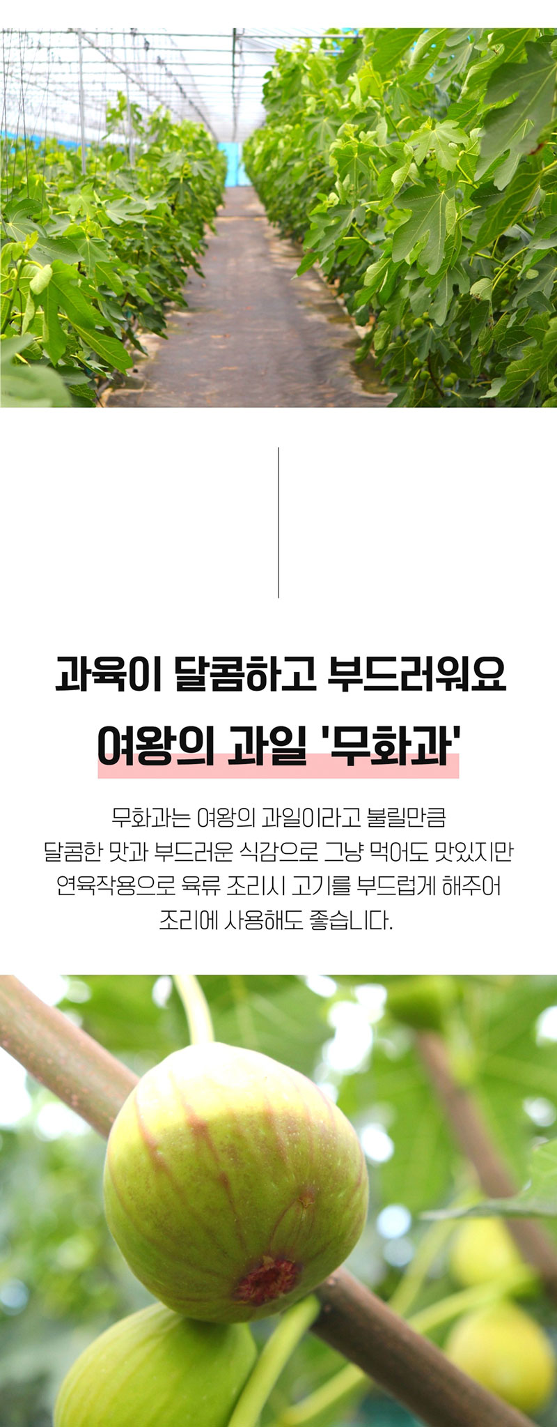 해남별 고당도 해남 당일수확 햇 홍무화과 2kg 상세 이미지 5