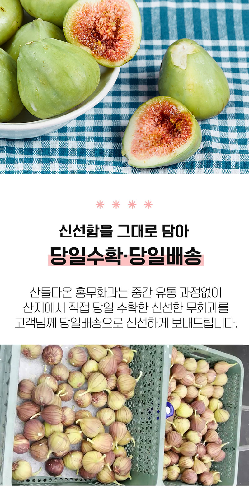 해남별 고당도 해남 당일수확 햇 홍무화과 2kg 상세 이미지 11