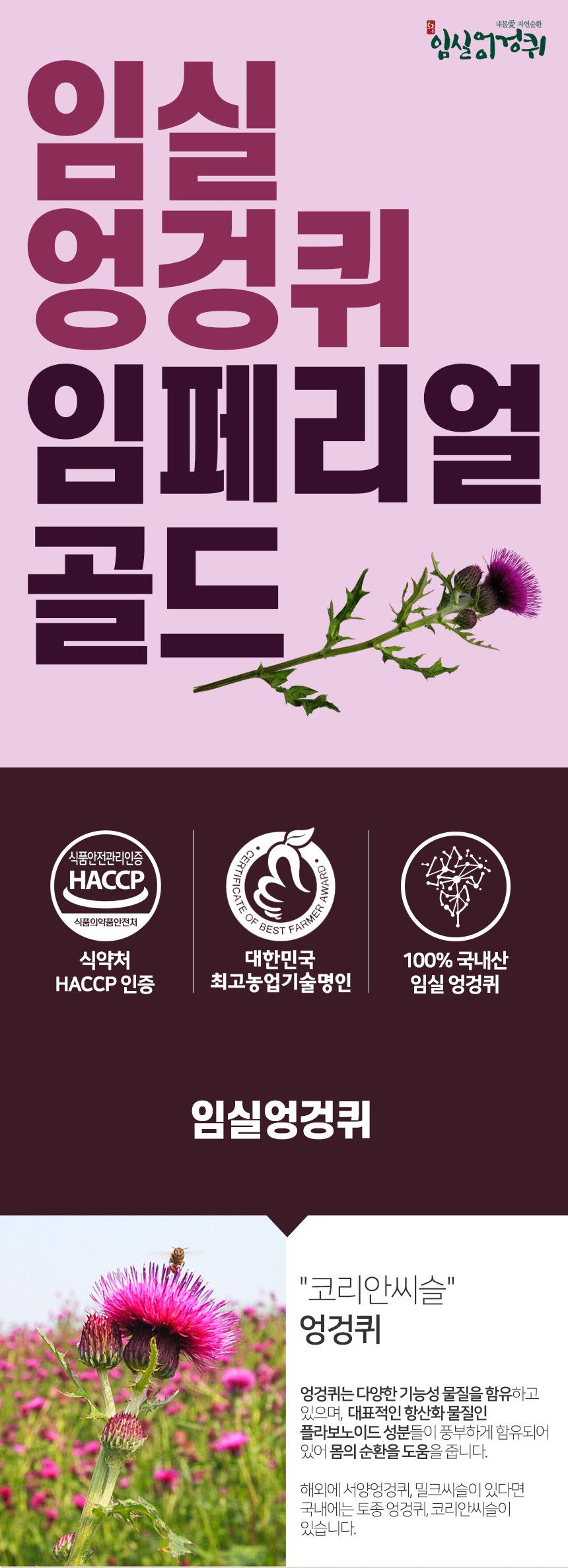 임페리얼 엉겅퀴 상세 이미지 2