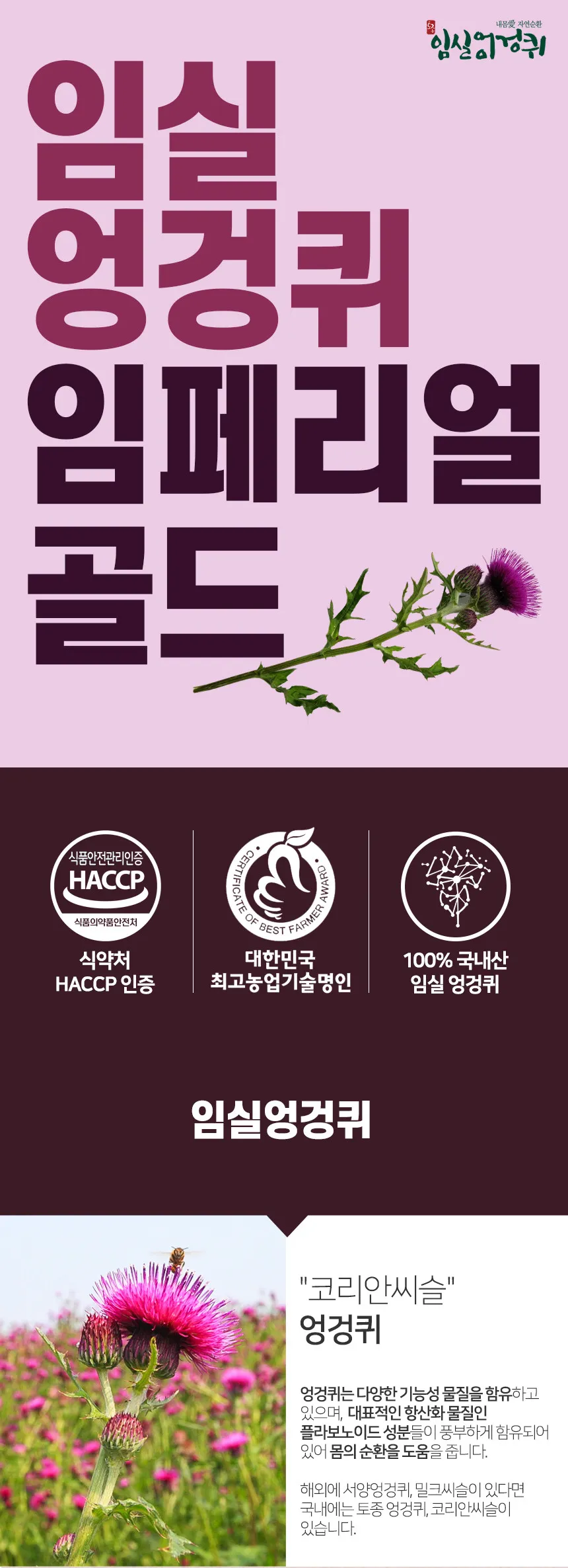 임페리얼 엉겅퀴 상세 이미지 2